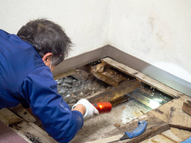 Professional Mold Removal in Shoemakersville, PA