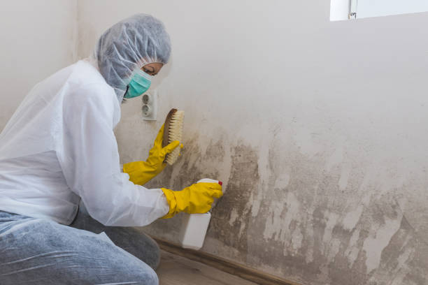 Best Residential Mold Removal  in Shoemakersville, PA