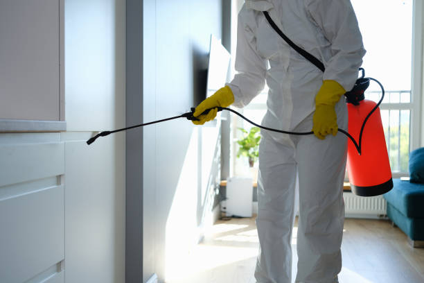 Best Same-Day Mold Removal  in Shoemakersville, PA