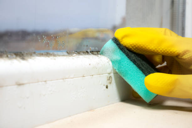 Best Mold Cleaning Services  in Shoemakersville, PA
