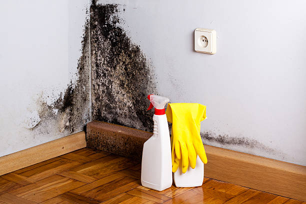 Best Same-Day Mold Removal  in Shoemakersville, PA