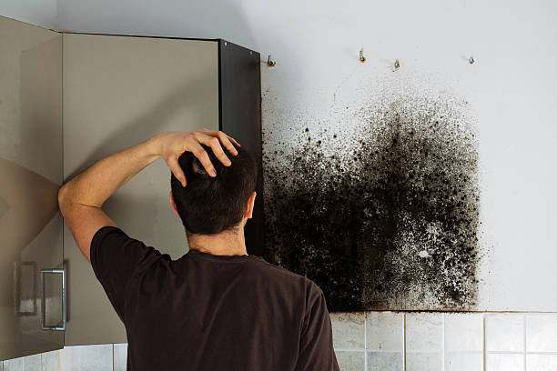 Best Professional Mold Removal  in Shoemakersville, PA