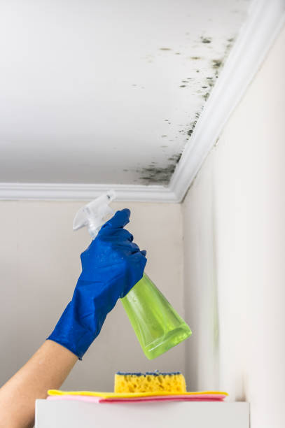 Best Affordable Mold Removal  in Shoemakersville, PA